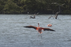 1_Bonaire_flamingo-1