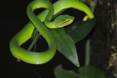 1_Borneo_Bako_-pit-viper