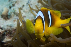 1_Clown-fish_Red-sea