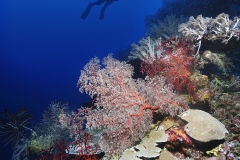 1_Coral-wall_-LyangLyang_Borneo