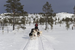 1_Dog-sledging_Norway