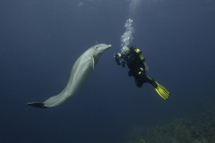 1_Dolphin_Curacao