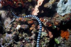 1_banded-Krait-seasnake_0431