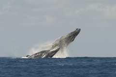 Whalejump_Zanzibar